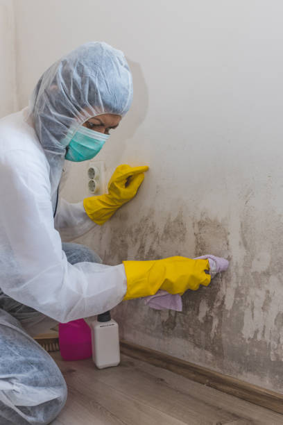 Best Attic Mold Removal  in Gregory, SD